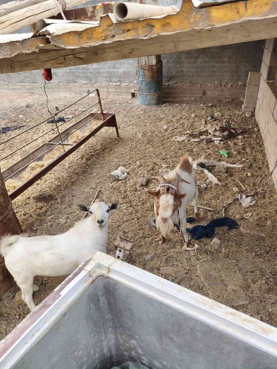 قطري • كويتي • فحل