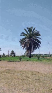 عرض اليوم 14دونم منطقة الشيخ عامر 💎 التاجي ذراع دجله 💎  ماء  كهرباء ⚡ ...