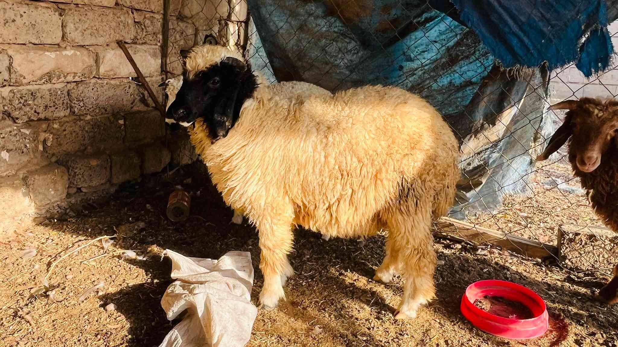 ٤ طليان • شرط النصاحه • العلم سمره