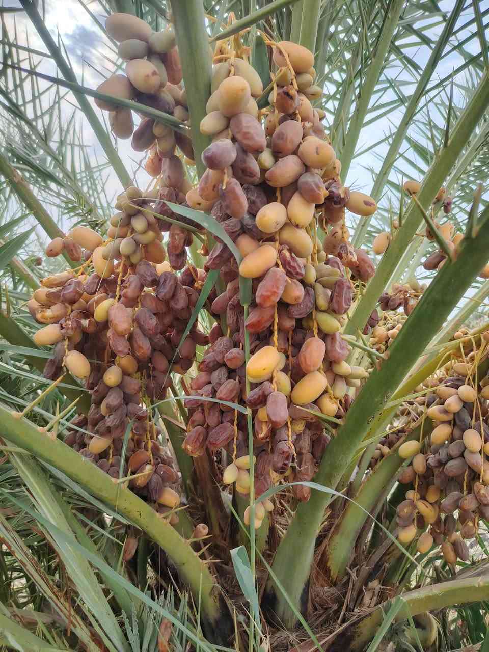 السلام عليكم
فروخ شويثي درجه اولئ للبيع تجي بعينك تشوف رطب الام وتشلع مكاني قريه النخيله رقمي
***********
