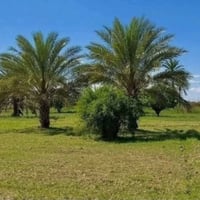 المزبانية البساتين • ٢٨ دونم • شاطية ٢ دونم