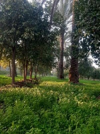 واسط تاج الدين • ٥دونم • تطل ع دجلة