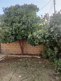 تقليم أشجار • حسب الطلب • خدمة حدائق