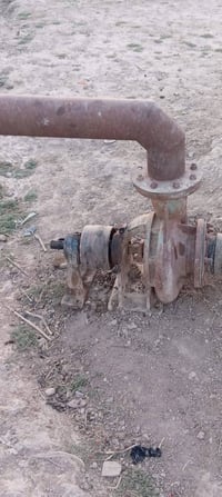 خنزيرة • ٦اب٥ • للبيع