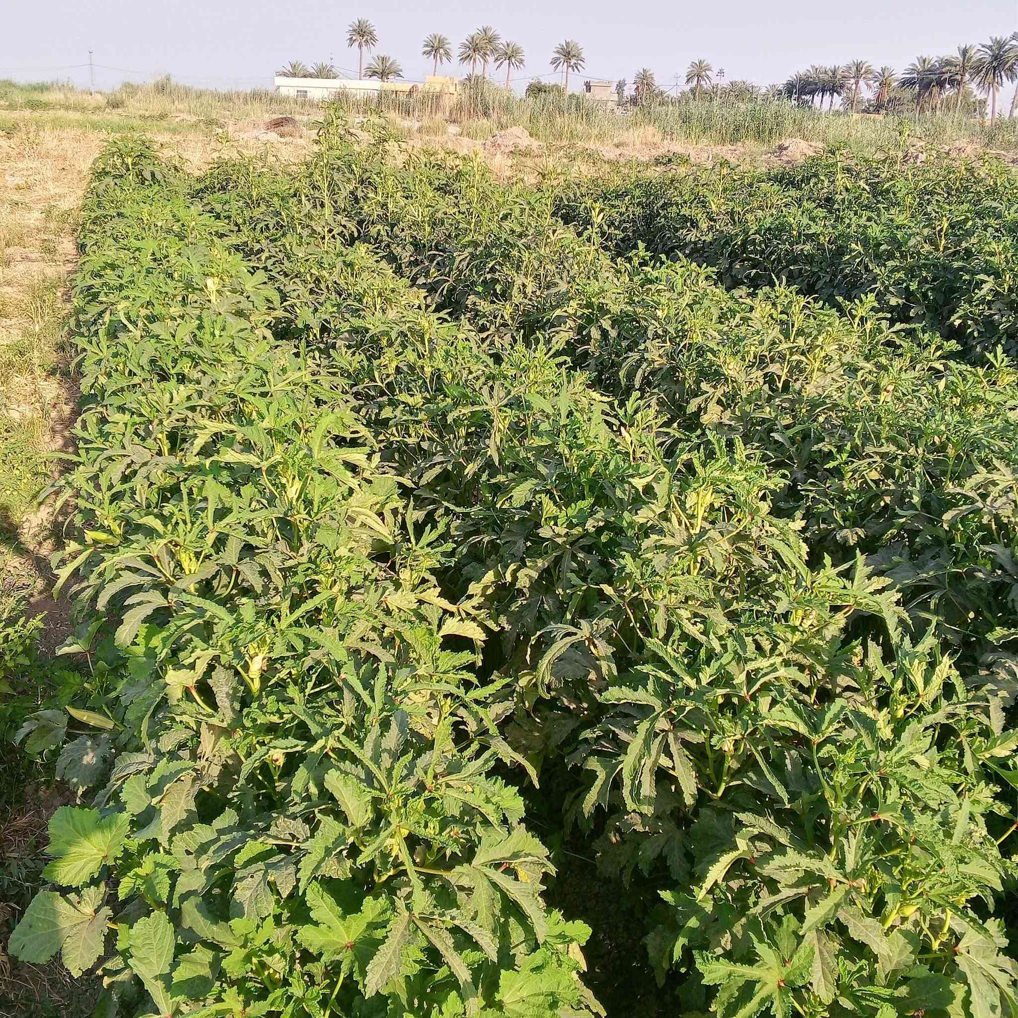 متعهد بناء • كافة الشروط • أمانة