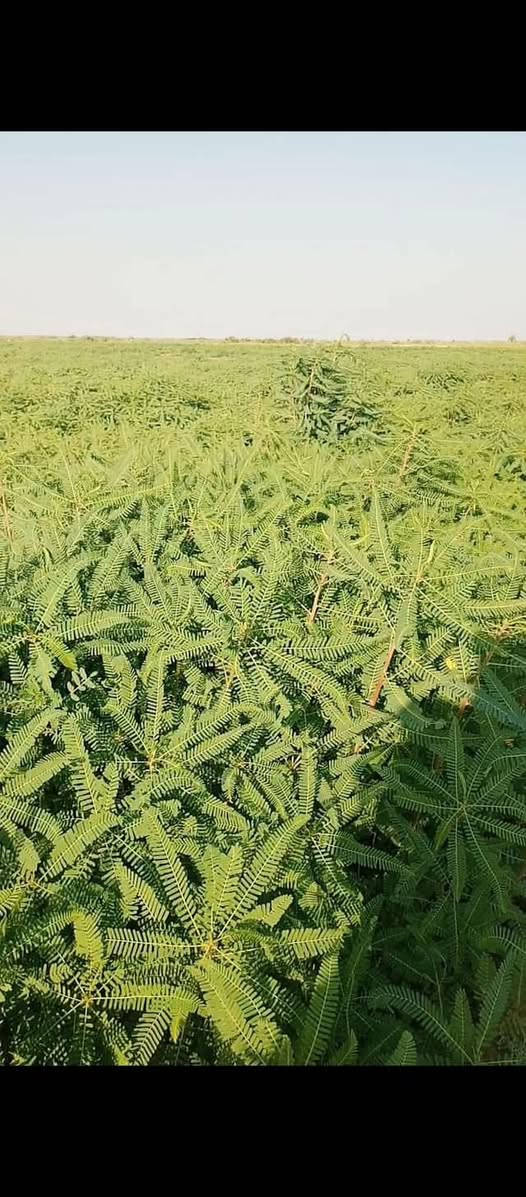 ضمان سيسبان مساحه 20دونم موقع في العزيزيه توصل على اسعر في الخاص او رقم تالي ***********
