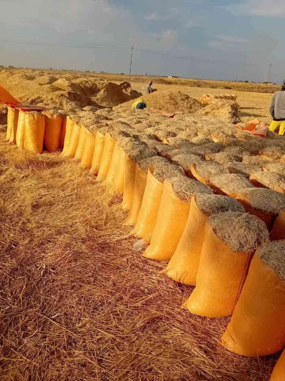 تبن • كيس أبو ٦٠ • توصيل مجاني