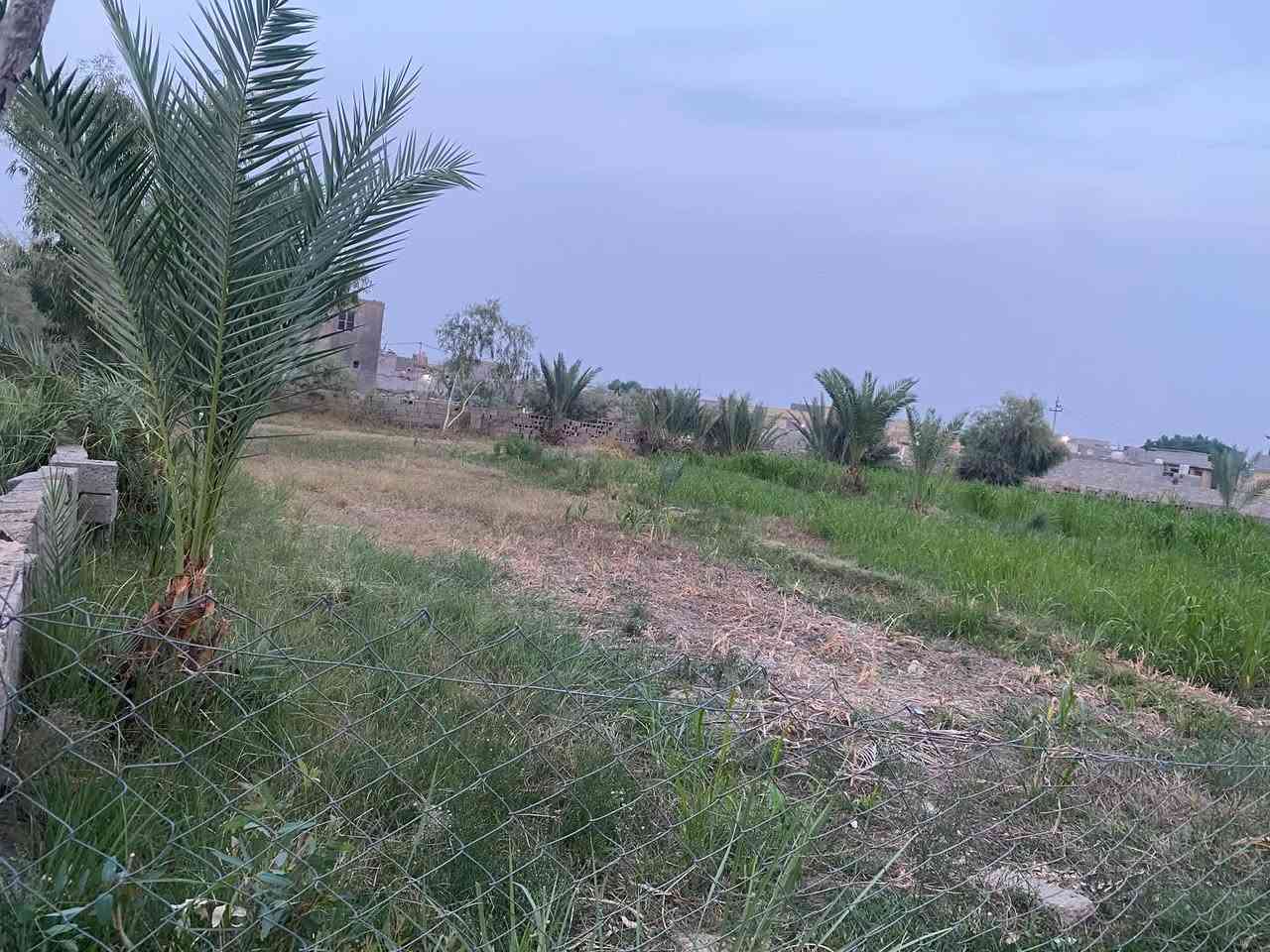 ١٢٥٠م • ركن ثلاث شوارع • نخل حامل