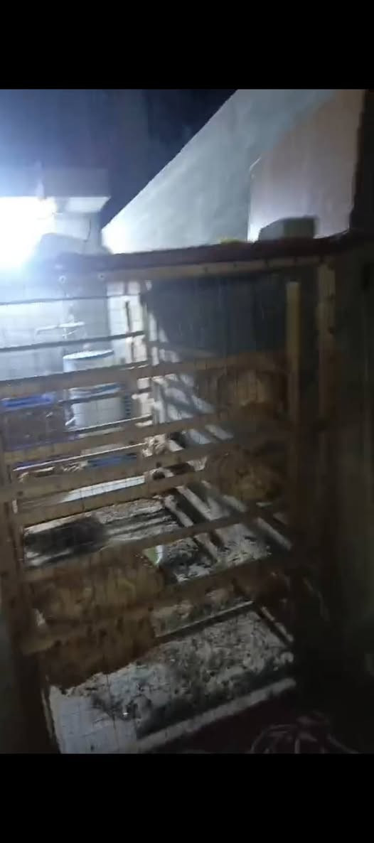 السلام عليكم
قفص طيور للبيع مرتين والعرض متر ونصف
يتفصخ أربع قطع يصير السعر ١٣٠ وبي بي
للاستفسار اتصال على الرقم *********** كركوك, العراق
