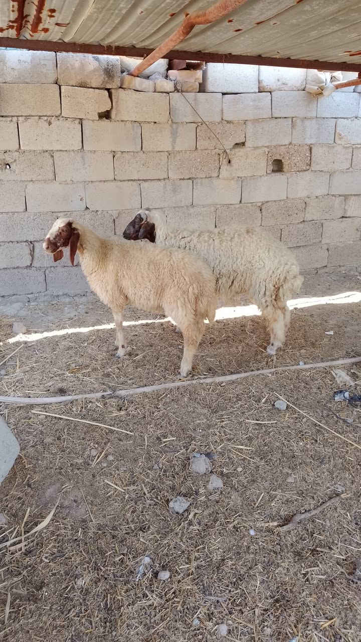 السلام عليكم
طليان لبيع مكاني قريب من المدائن سلمان باك اب 

***********
