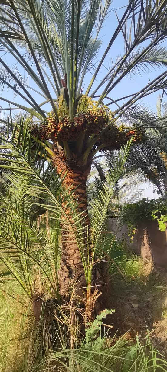 متـــــوفــــر
فسائل بربن
احجام دبة غار واكبر
سعر الفسيل ب 30 الف
***********
