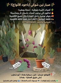 صبار وتين شوكي • كميات كبيرة • ميسان أبو شطيب