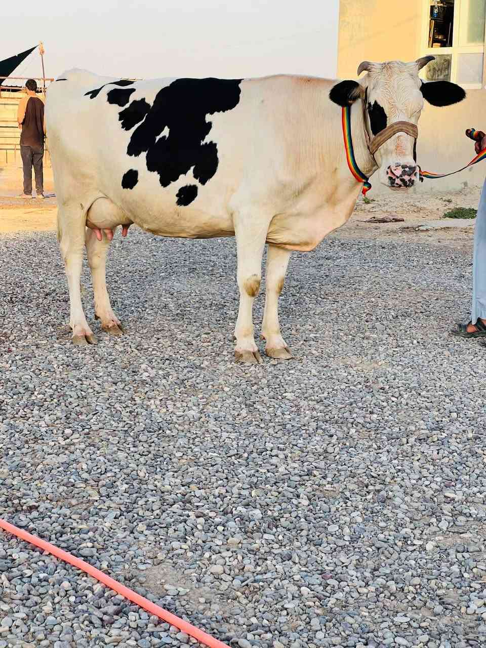سلام عليكم رغوث على كل عيب وراها حولي عمرو سبوع شرط إذا مودسمه ترجع درجه اولى رقم واحد بكره خط اول خشانه فول ضالمهه التصوير ماحينه شرط الجناي يسمع حسي المكان الشرقاط قريه شكراً ***********
