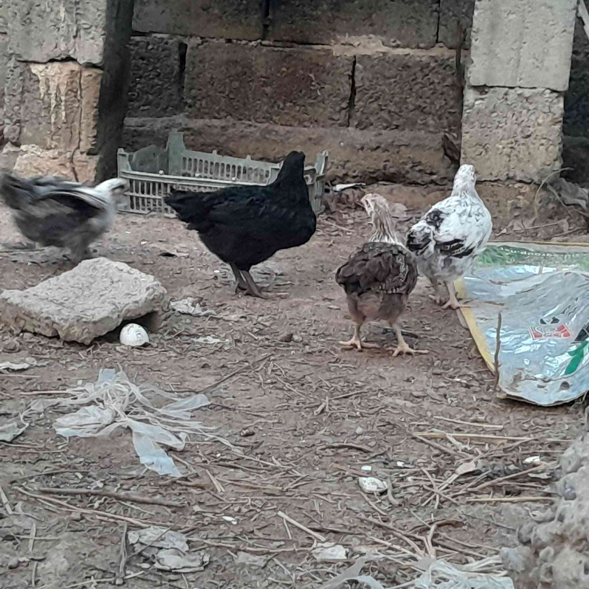 افراخ عرب • الطارمية