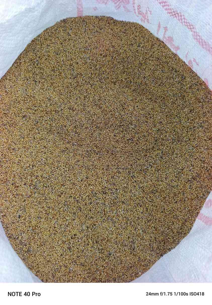 البيع برسيم عراقي نضافته 100/90   سعر اتصل على الرقم ***********.المكان واسط الصويره قريت الدواغنه

