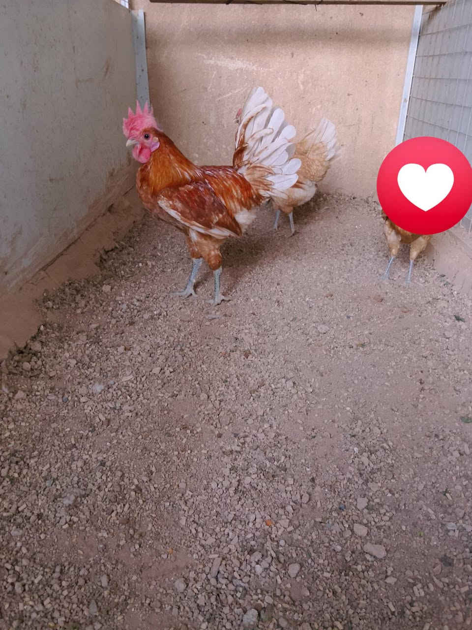 متاح ديك فيومي اورنج جاهز شرط الشد 
مكاني موصل تلعفر متوفر توصيل حسب الاتفاق 
***********

