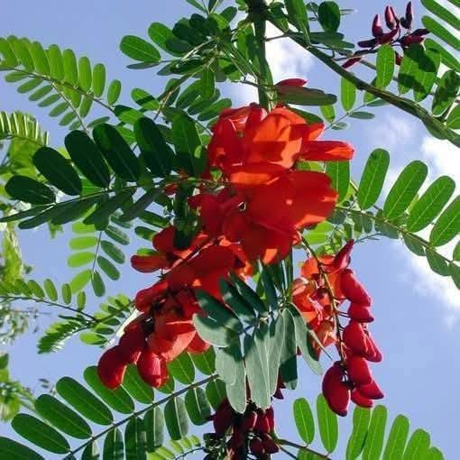 السلام عليكم متابعينا 🤍.
بمناسبه الموسم الربيعي توفرت شتلات جديده من الاكاسيا الحمراء 🍁🌺

ارتفاع متر واكثر تقريباً ✨🪻
السعر ١٢  الف 🍄

الوصف النباتي بالأسفل🩵

شجرة معمرة دائمة الخضرة سريعة النمو، 
 مزهرة في الربيع الازهار 
 تصل الى طول 15 م  تحتاج إلى اشعة شمس كاملة او جزئية وتربة رطبة خصبة جيدة الصرف وتتحمل الجفاف لفترات طويلة التكاثر بالبذور 
من فوائدها الطبية 
الاوراق المكسرة تستعمل لعلاج الالتواء والتورمات و الروماتيزم 
اللحاء لعلاج الحكة و المغص والسكري والحمى و منشط ،
عصير الازهار يخفف من قتامة الرؤيا 
الجذر يستخدم لعلاج الملاريا  
📍 متوفر توصيل لجميع محافظات العراق 🚗 🚗 
📍 للحجز والاستفسار يرجى مراسله الصفحه او مراسلتنا على واتساب من خلال الرقم:
***********
