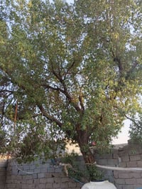 شجرة كابرس • بلاش • شارع علي مفتاح