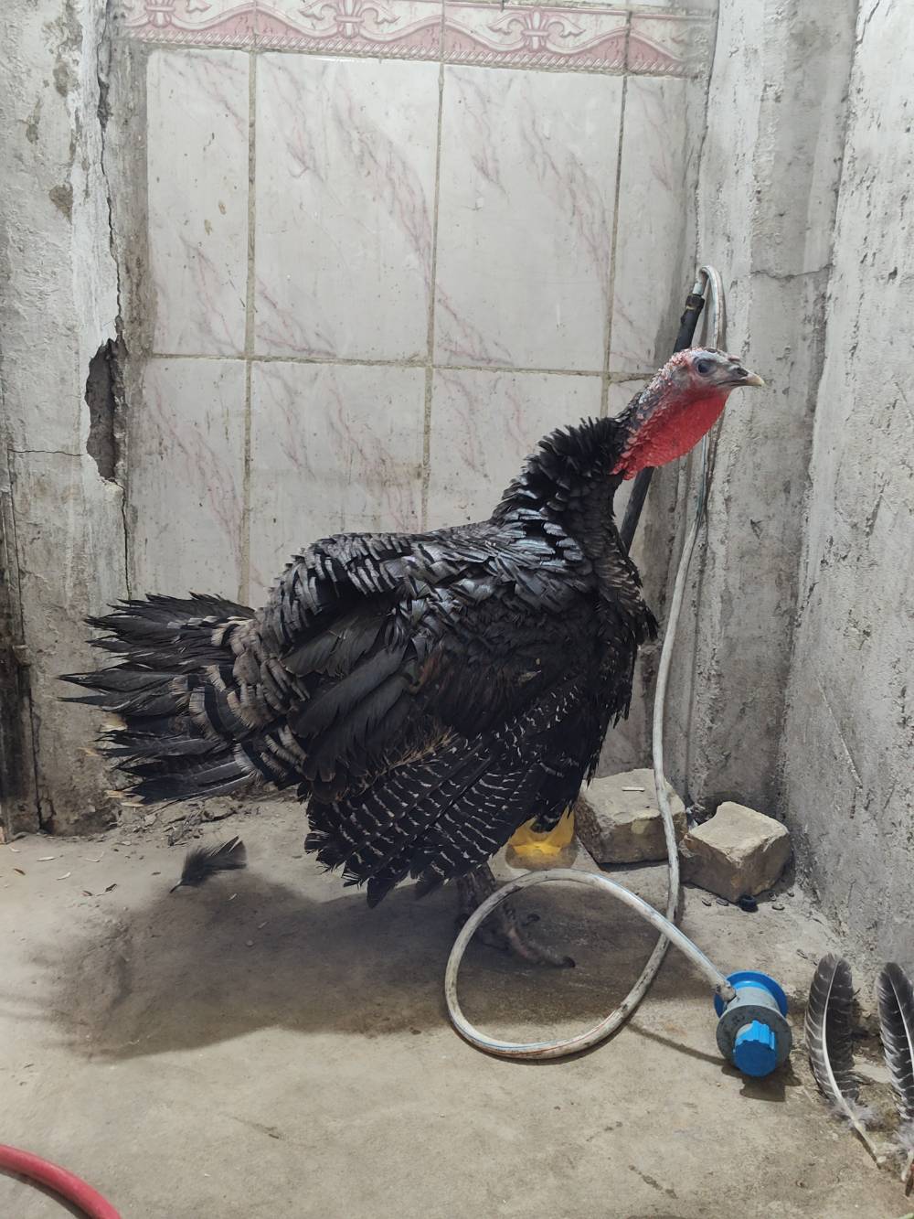 دجاجة بيضا • أنثى • صحة جيدة