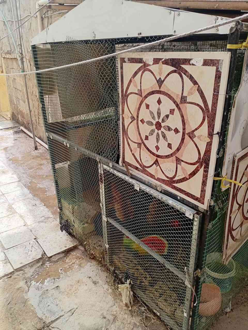 قفص • للبيع • زعفرانيه شارع الكهرباء