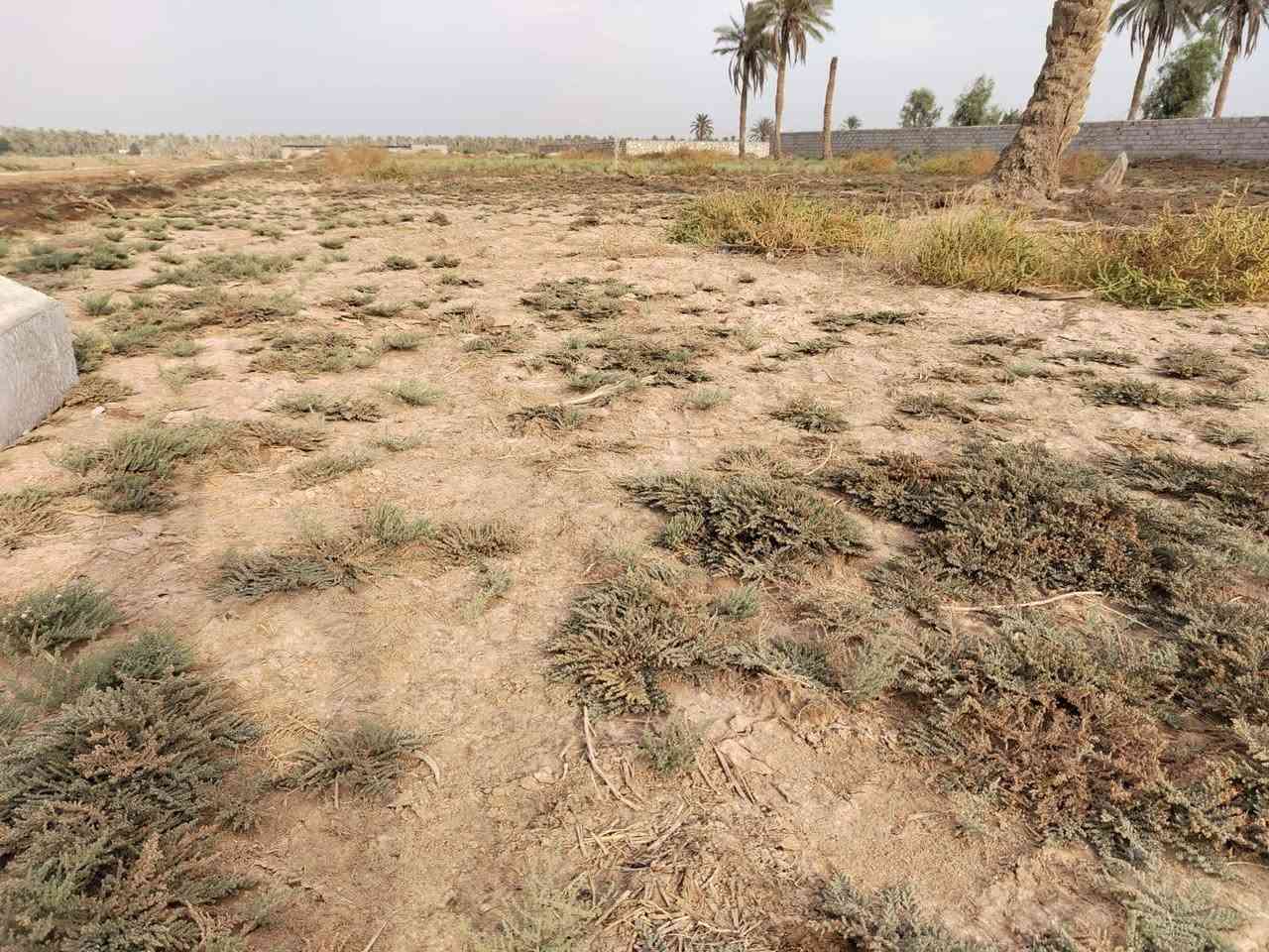 دونم • طابو زراعي • النجف الكوفه براكيه