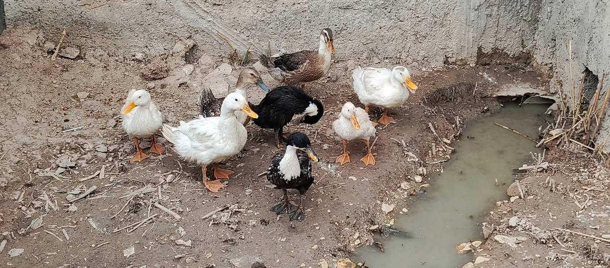 ديكور • حديقة