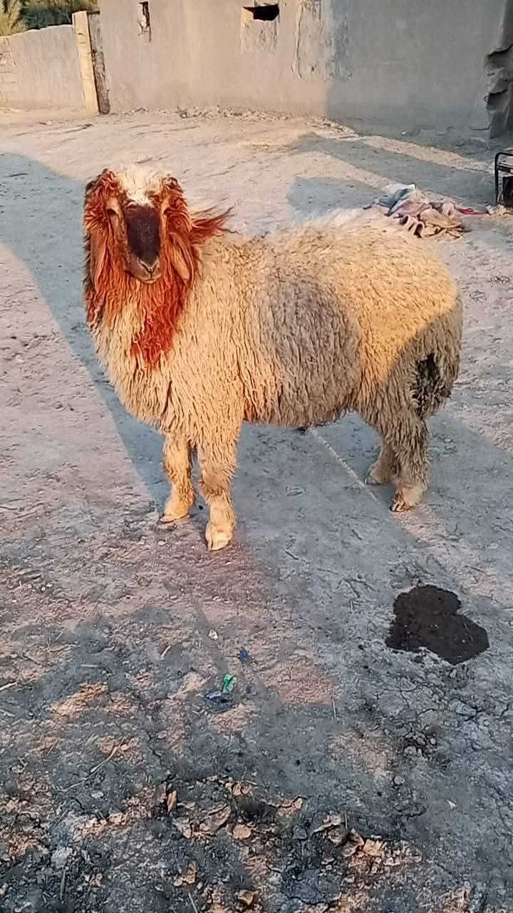 ورجيين مناسبات • ناصريه المركز