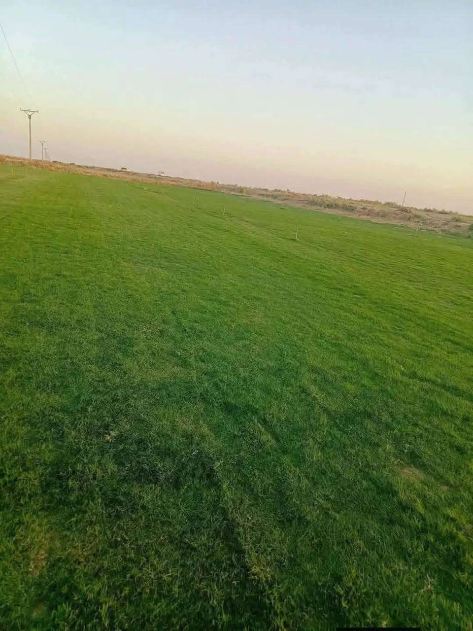 ثيل هندي • درجة أولى • توصيل محافظات