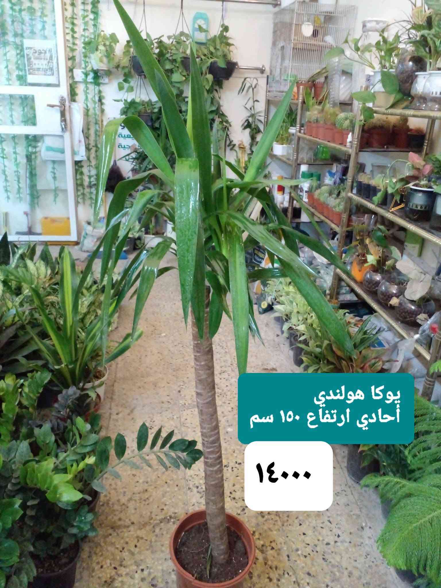سلام عليكم
عرض نباتات داخلية كثيفة ..
عرض بتموس السلسبيل  15 L
فقط ب ٥٠٠٠
عصا موسى 
١٢٥٠....١٧٥٠....٢٠٠٠...٢٥٠٠
موقعنا ..
بغداد ..حي العدل ..شارع الأسواق المركزية ...مقايل مدرسة الأرض السعيدة ...داخل قيصرية عباس 
للحجز او الإستفسار 
المسنجر أو الواتسآب ●***********●

نص مكتوب في الصور:
- اريكاريا داخلية ارتفاع متر ٨٥٠٠
- أراليا داخلية خارجية بالظل ارتفاع ٧٠ سم كثيفة ٧٠٠٠
- بلبلب مرمري
- ٥٠٠٠
- جلونيما خضراء خشنة ٨٥٠٠
- ١٢٥٠٠
- جلد النمر
- ارتفاع ١٢٠ سم
- زاميا داخلي كثيفة ارتفاع 65 سم ١٤٥٠٠
- يوكا هولندي
- أحادي ارتفاع ١٥٠ سم
- ١٤٠٠٠
- یوکا ثلاثیة ارتفاع ٧٥ سم ١٣٠٠٠
- كريتون داخلي ارتفاع 85 سم كثيف جدا 11000