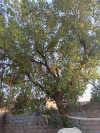 خشب للشوي • مجانا • الخور