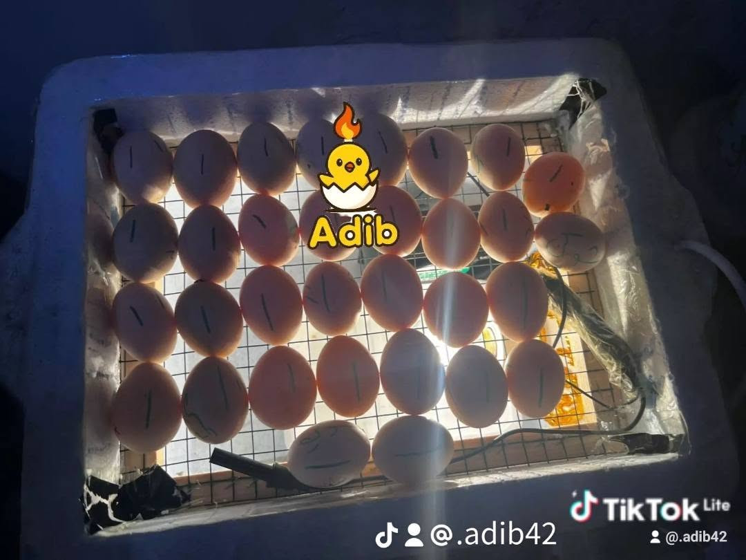 عرض الفقاسة 30 بيض
40 الف مع توصيل 🐣😊

نص مكتوب في الصور:
- ***********
- TikTok Lite
- @.adib42
- Adib @.adib42 TikTok Lite @.adib42
- Adib
- عرض فقاسه ٣٠ بيضه مستمر ٤٠
- الف مع توصيل
- Tik Tok Lite
- Adib فقاسه 30بيضه @.adib42 Tik Tok Lite @.adib42