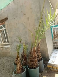 يوجد لدينا فسال برحي ومكتومي وقرفلي مجهول جبجاب مجهول بريم بلكه او جمي...