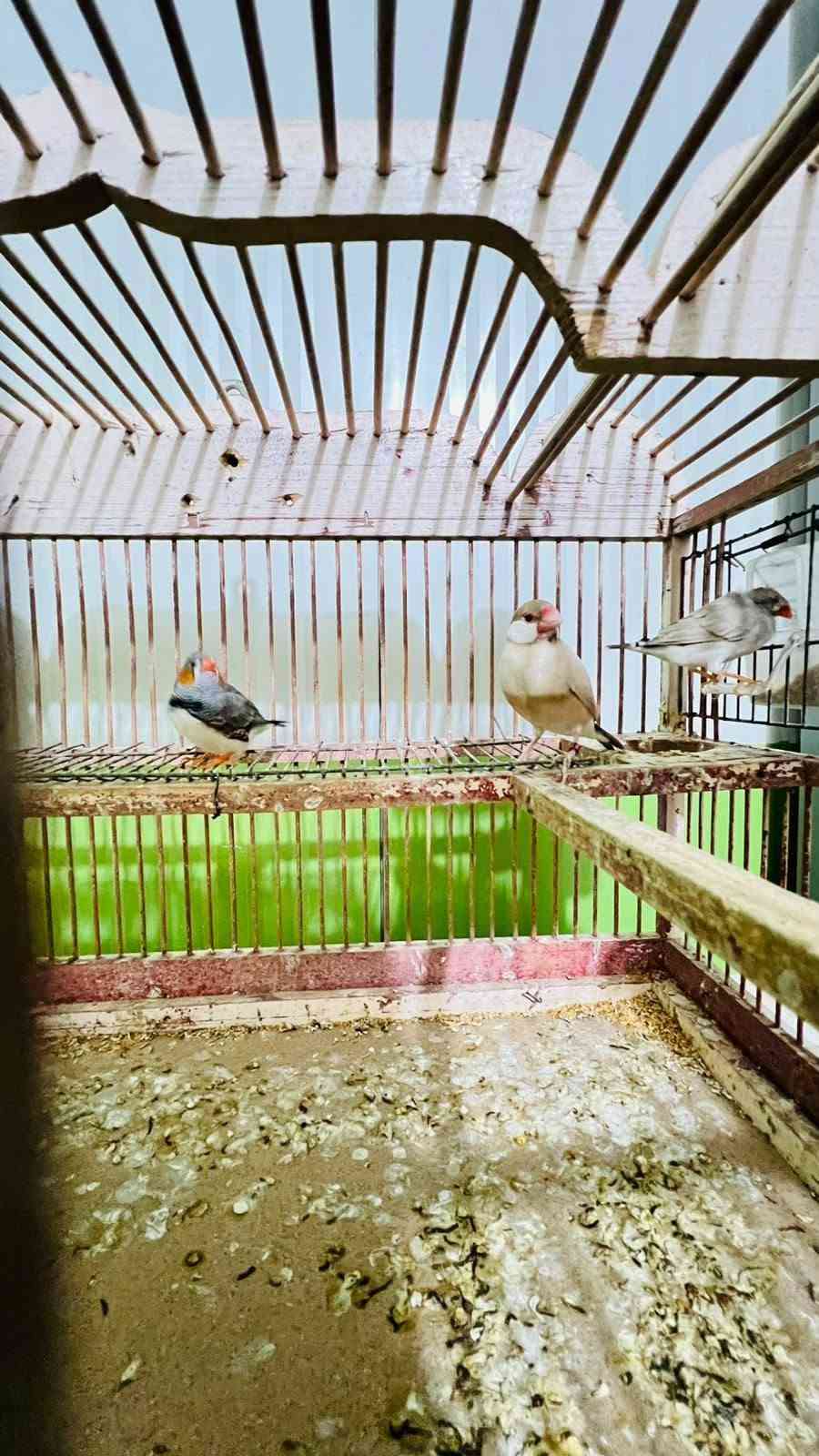 سلام عليكم  طيور مال بيت بزارات ونضاف طيور حب 4 زواج  هولندي عيون حمر زوج ع 15 الف وزوج ام الفراخ ب20 وزوج كوكتيلات ربه اليفات وبزارات  ب٦٠  زوج فناجز ب١٥ هم شرط التبزير وزوج جاوه عسليات امايات بزارات ب٣٠ ولقفص كامل هوه وبيوته ومعاليفه وكامل حلو نضيف ب٥٠  وذا شلعه كلهن ياهذهن اساهله بيهن مكاني بصره تقاطع الكزيزه قرب محكمت الكزيزه رقم هـ/*********** متواجد وتساب فقط ممتواجد عسوق
