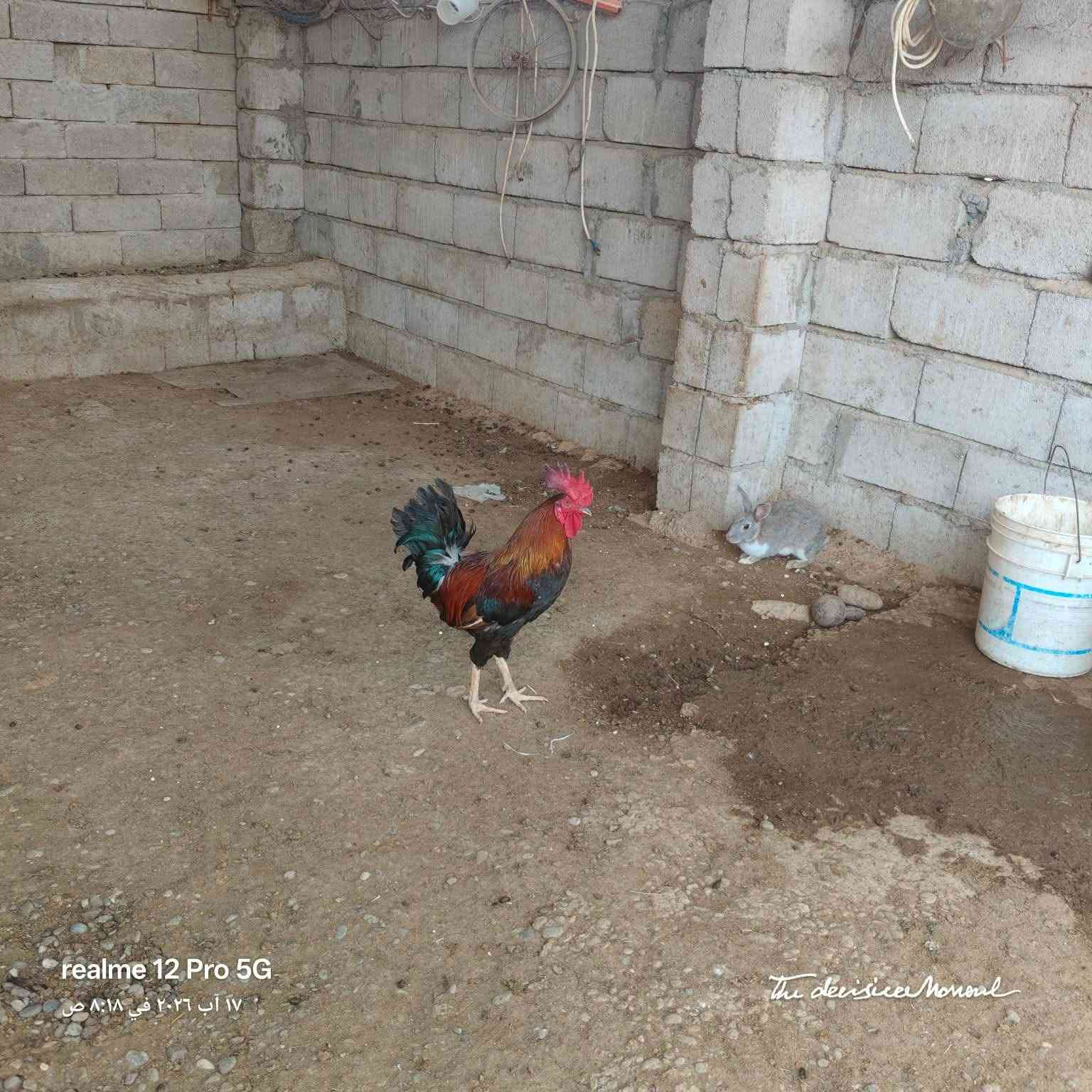 للبيع 
***********
