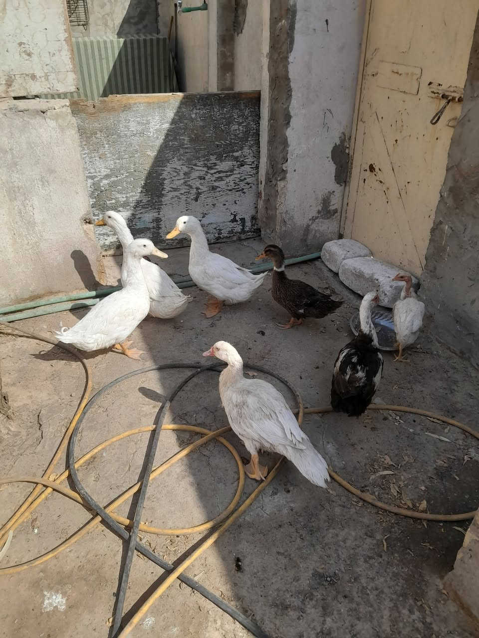 النجف • دجاج للبيع