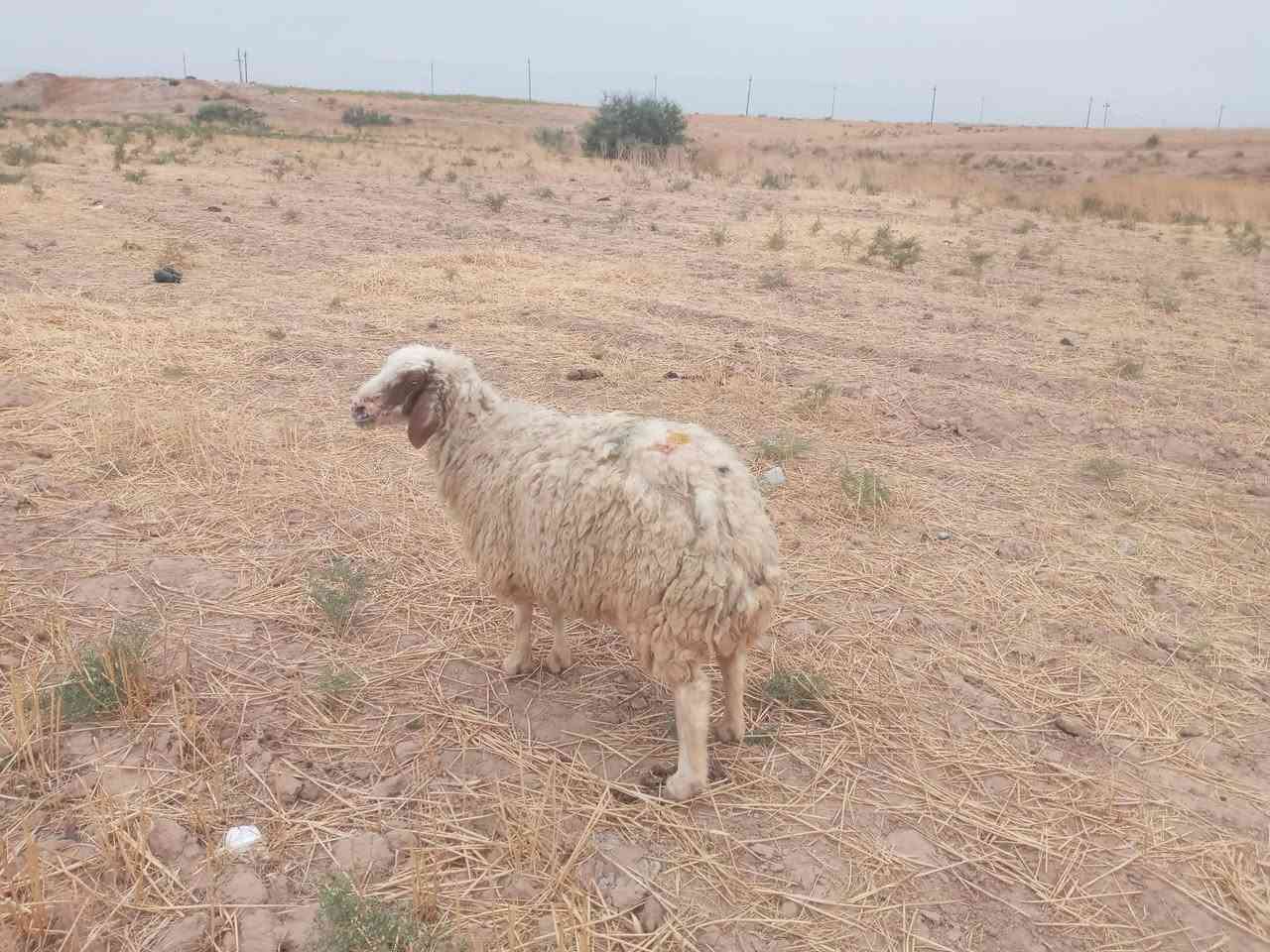 نعجة • لحم • فتية