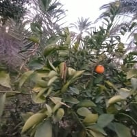 مزرعة للبيع • ٢ دونم • طابو بستنة