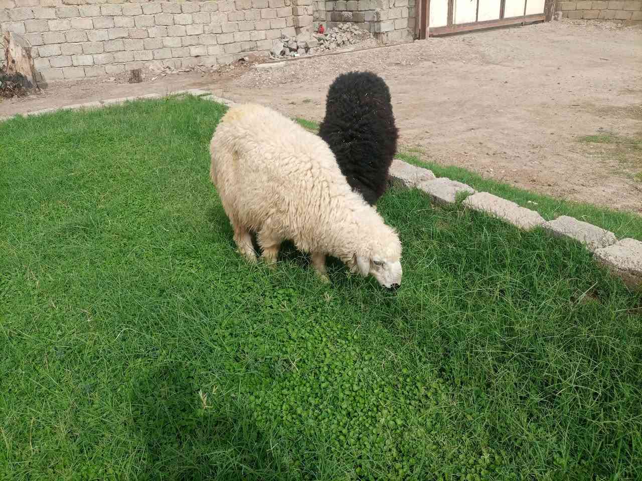 فطايم • قريه اصبيح