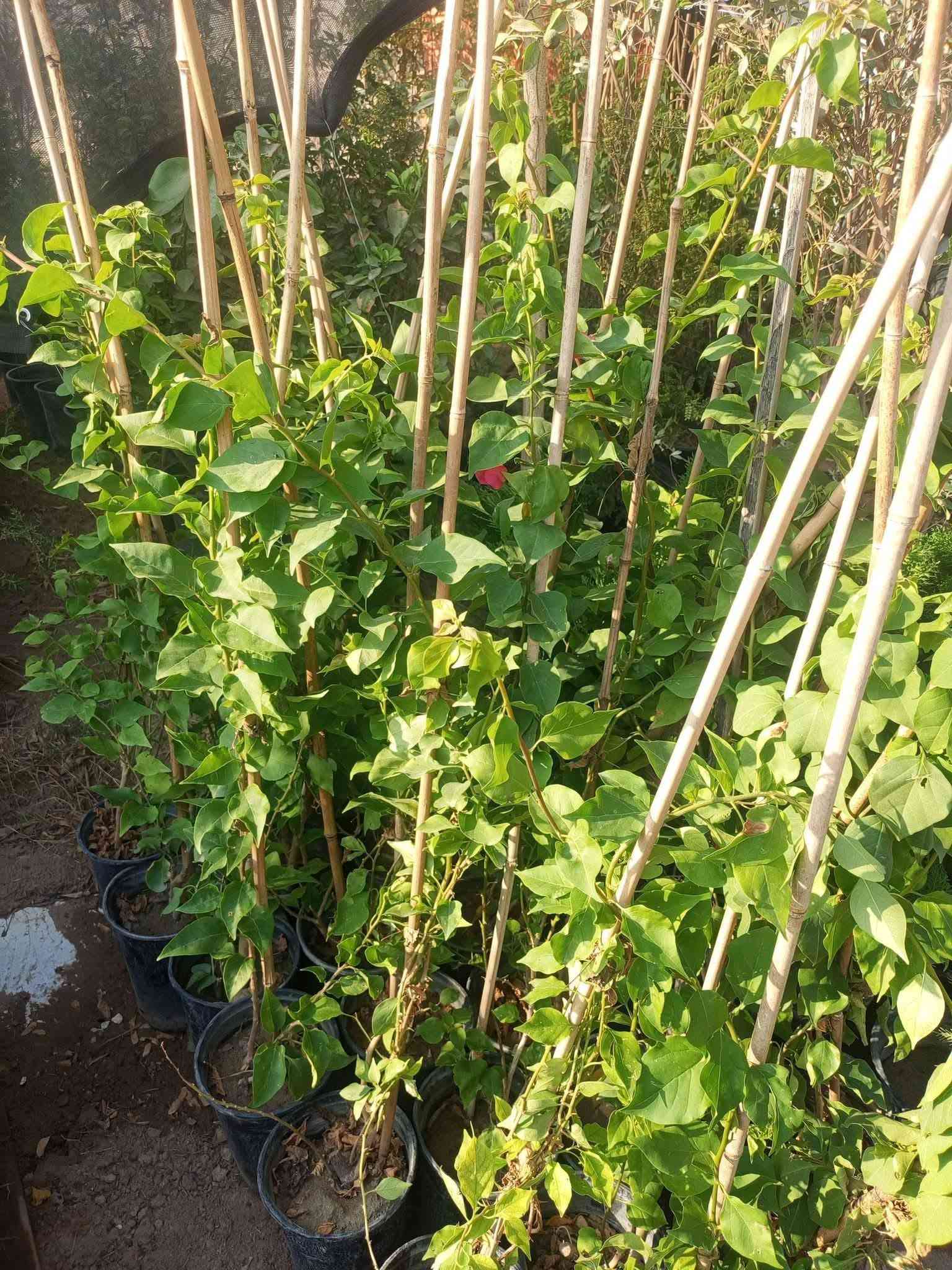 مشتل الجمعيه
يتوفر لدينا مجموعه من النباتات الخارجية 

الدجيل الجمعيه خلف الدفاع المدني 

للاستفسار والحجز مازنجر واتساب ***********

توجد لدينا خدمه توصيل داخل الدجيل
💯💯💯💯💯💯💯💯💯💯💯💯💯💯💯💯

