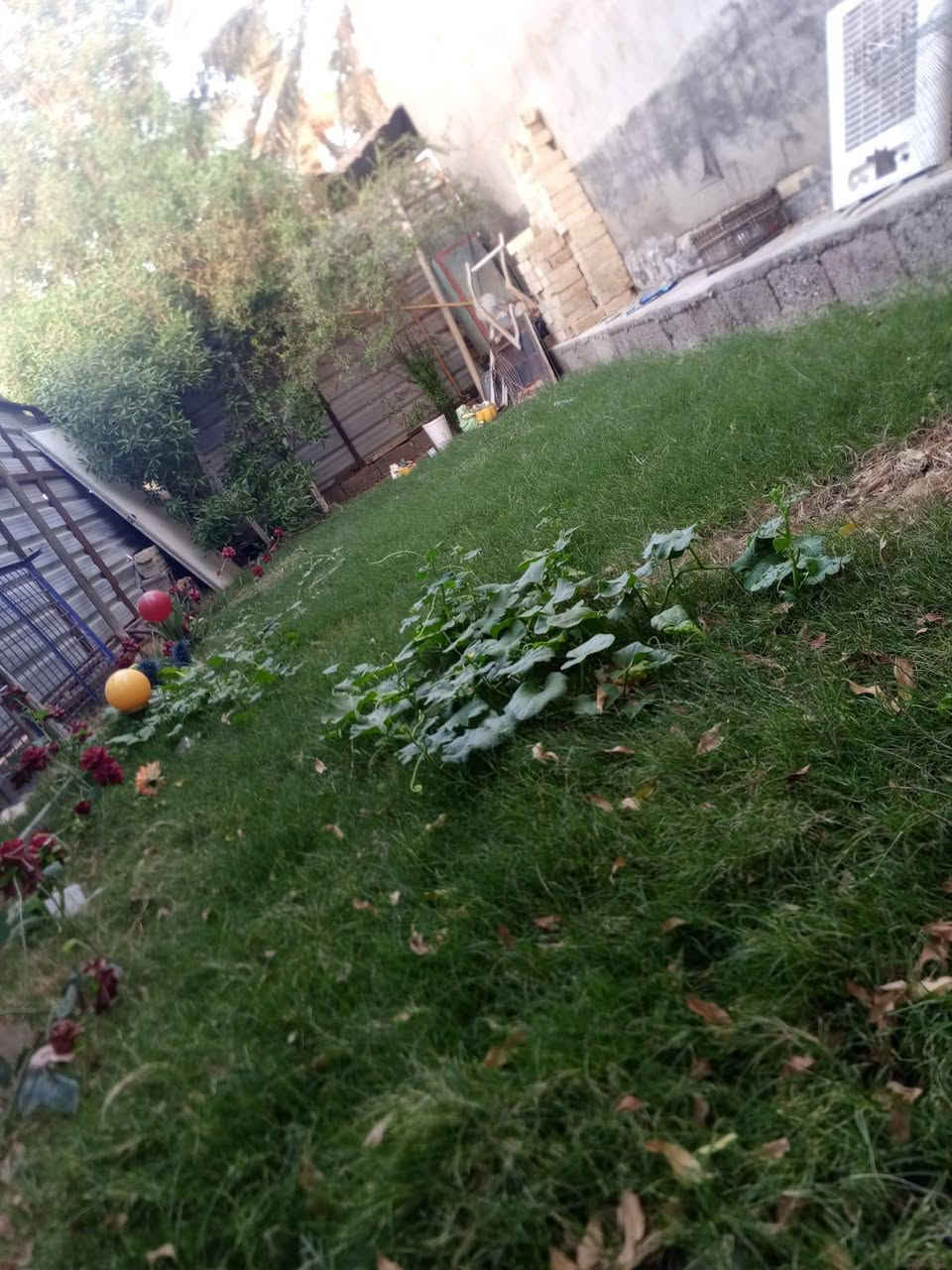 سلام عليكم عندي بيت للبيع في سريدات الجديده بشارع منصور الركابي مساحه البيت 150بناء 100وحديقه 50للستفسار ركن على شارعين
