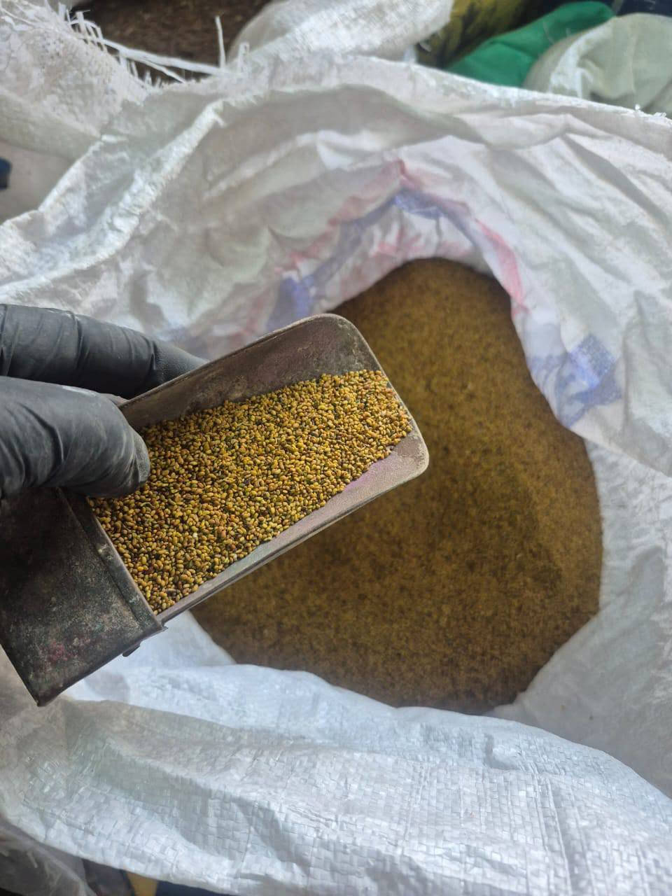 أهلاً وسهلاً بكم في البيت الزراعي! 🌾
​بذور جت عراقي أصيل (أولاً والأفضل للتربة والجو العراقي)
​بذور جت أمريكي
​📞 للتواصل والطلب على الأرقام التالية:
​***********
​***********
