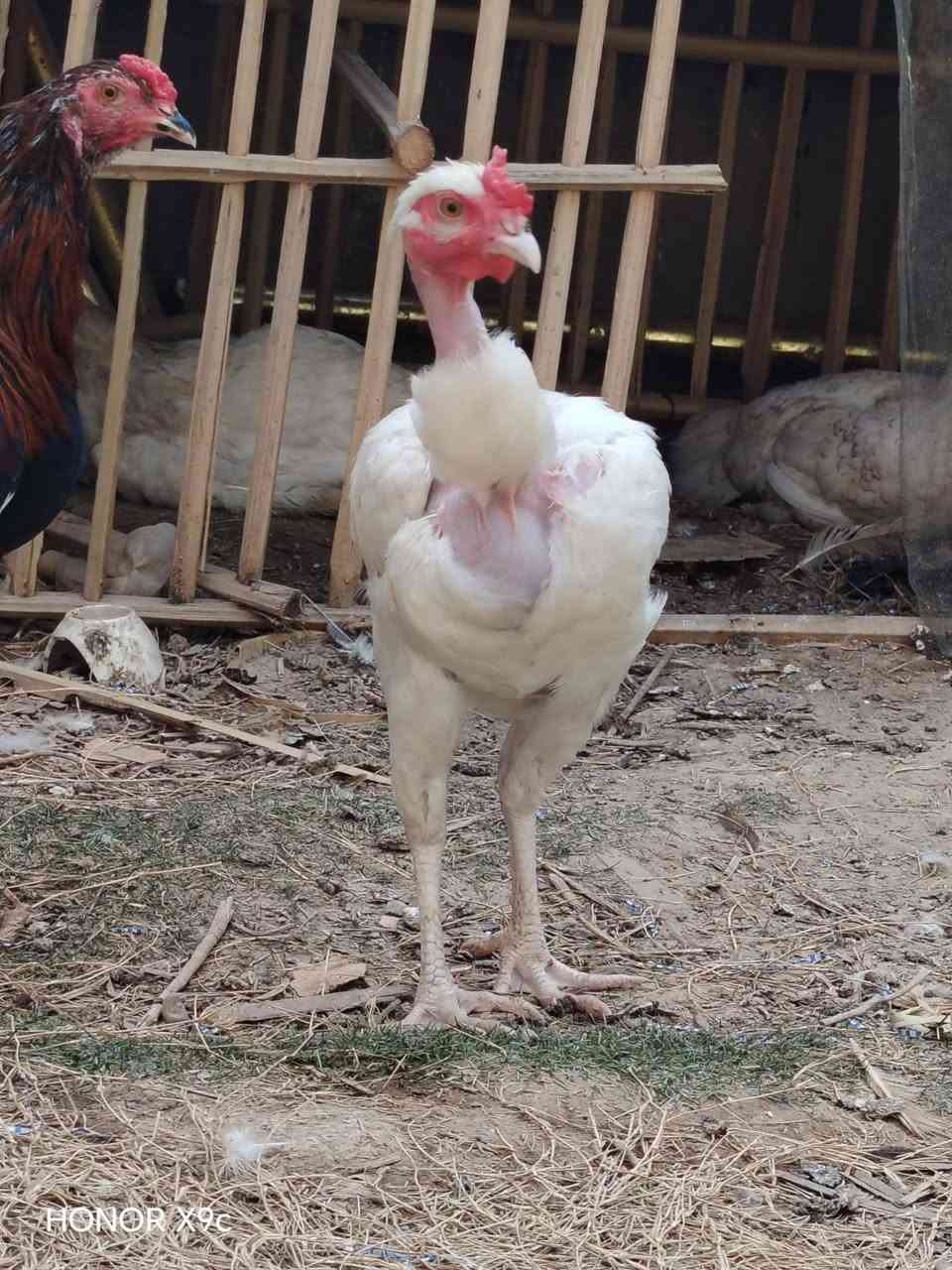 ديوجه • ٣ قطع • طوريج شارع اربعين