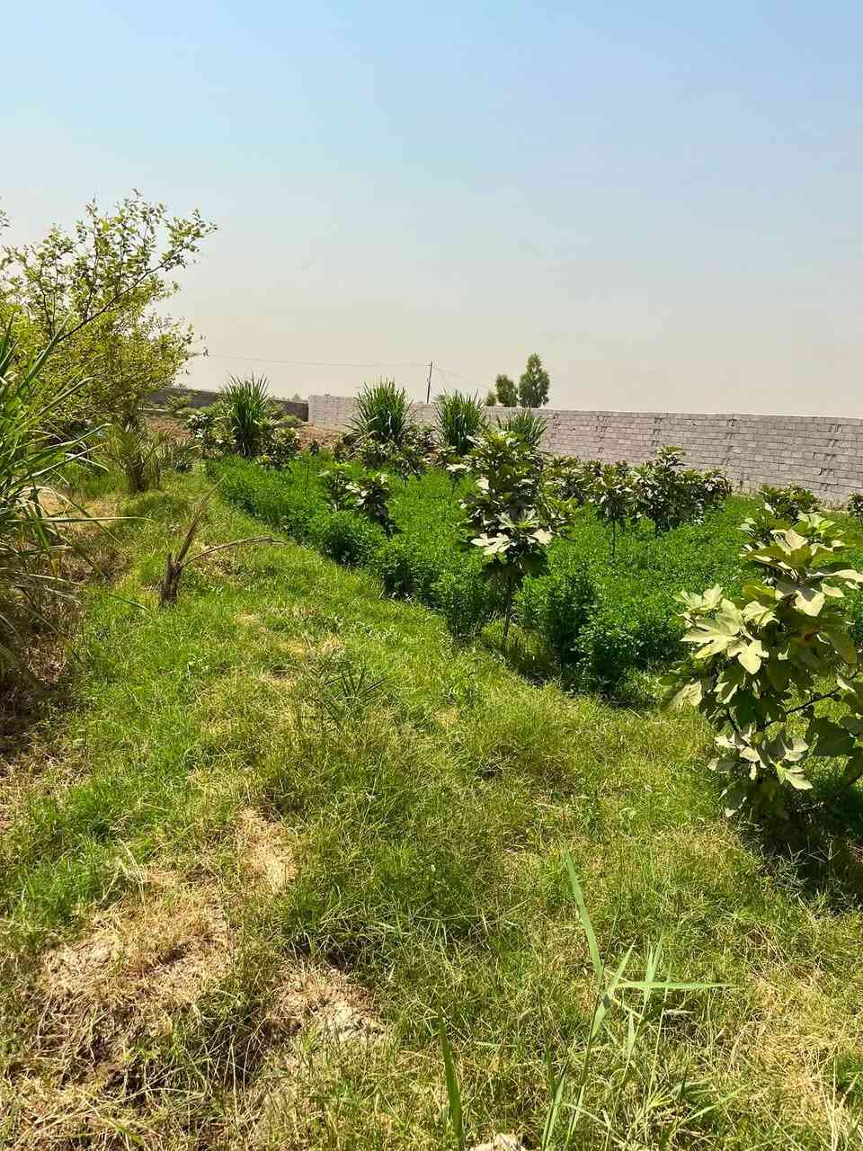 السلام عليكم دونم ونص سند 25بسمي الكاع 
الواجه 24ونزال 138
العنوان بغداد المدائن ورا شاع سيد علي 
الاستفسار ***********
