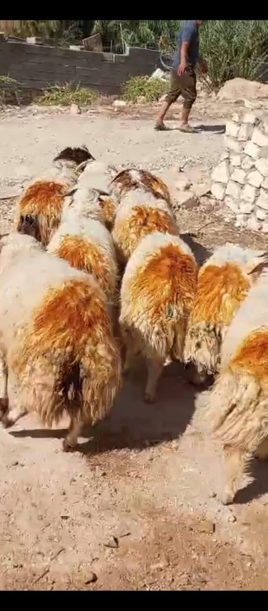 السلام عليكم متاح ٩ طليان مالات كصابه قافلات لحم سعر الزوج ٨٥٠ العنوان حديثه حقلانيه يوجد توصيل حسب الاتفاق للاستفسار الاتصال على الرقم ***********
