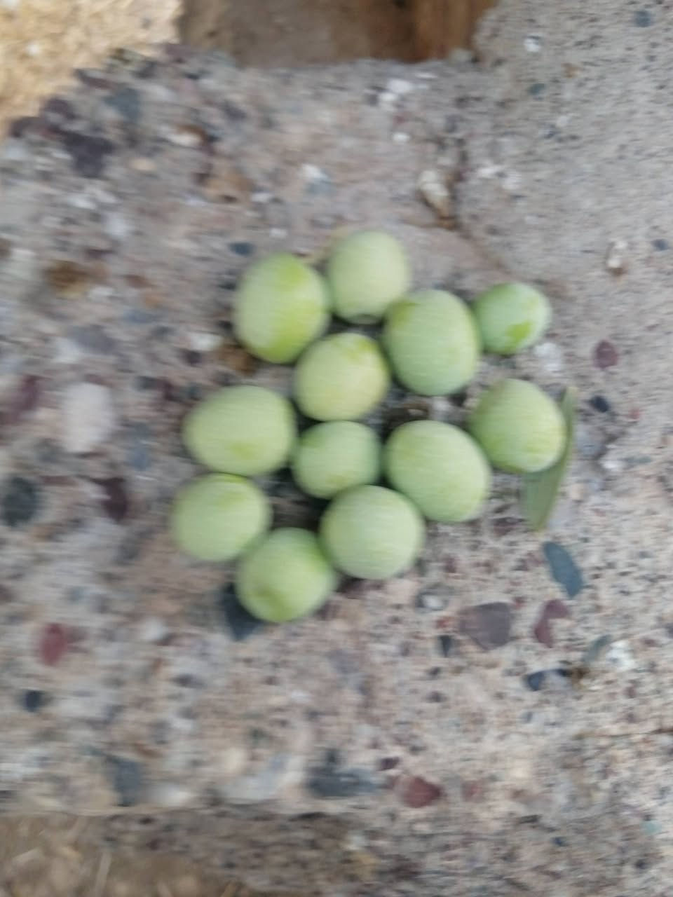بستان زيتون • خستاوي • مدعبل