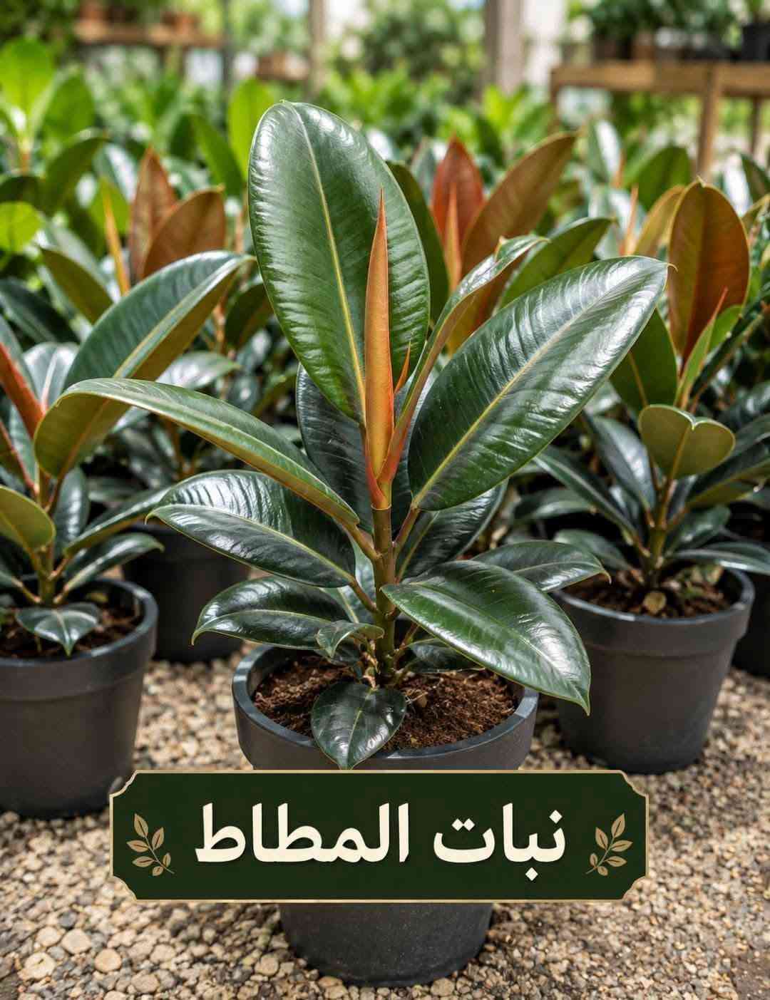 السلام عليكم متابعينا🤍.
🌿🌸 خلّوا الجمال يبدأ من حديقتكم 🌸🌿
إذا تحبون تضيفون لمسة مميزة لبيتكم أو حديقتكم، وفرنا لكم تشكيلة جميلة ومتنوعة من أشجار وشتلات الزينة 🌳🌱
أصناف مختلفة، ألوان جميلة، وأزهار تضيف للمكان حيوية وأناقة وتخليه أكثر جمالاً وتميزاً 💚
🌱 شتلات قوية وسليمة
🌸 تشكيلة متنوعة من أشجار الزينة
🌿 مناسبة للحدائق والبيوت والمساحات الخارجية
✨ اختيارات تناسب مختلف الأذواق
اختاروا النباتات اللي تحبوها، وخلّوا مساحتكم الخضراء أجمل يوم بعد يوم 💜
📍متوفر توصيل لجميع محافظات العراق🚗🚗
📍 للحجز والاستفسار مراسله الصفحه او مراسلتنا على واتساب من خلال الرقم: ***********

نص مكتوب في الصور:
- شجرة انتكوميا برتقالي محمر
- متسلق ياسمين هندي احمر
- شجرة بونسيانا حمراء
- شجرة اكاسيا حمراء
- متسلق ياسمين ازرق
- جاتروفا
- وردة القهوة
- بنفسجي
- نبات المطاط