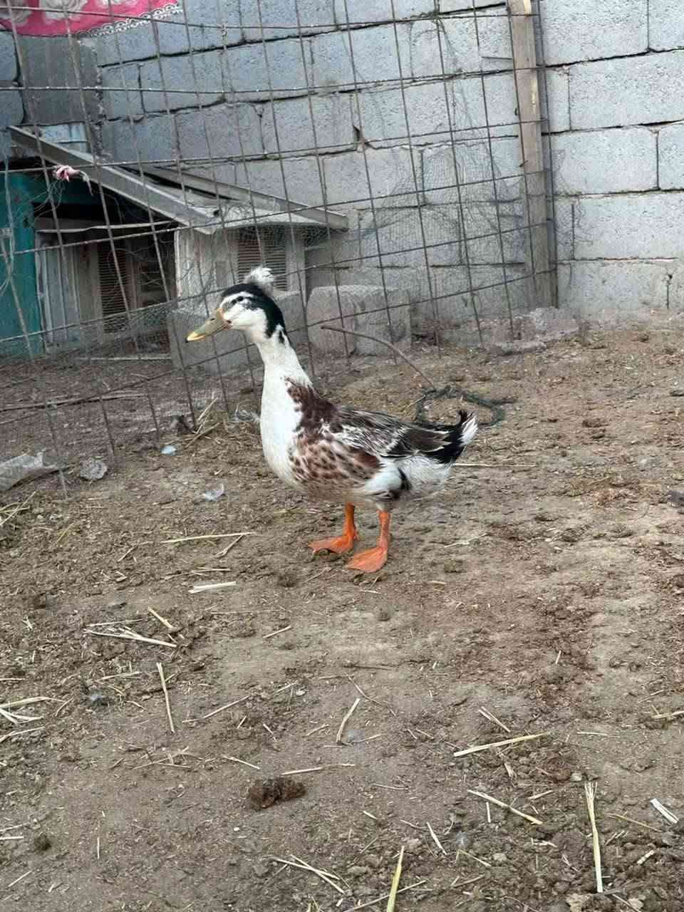 بش أبو الكوشه • ذكر شرط الصحه • دوايه