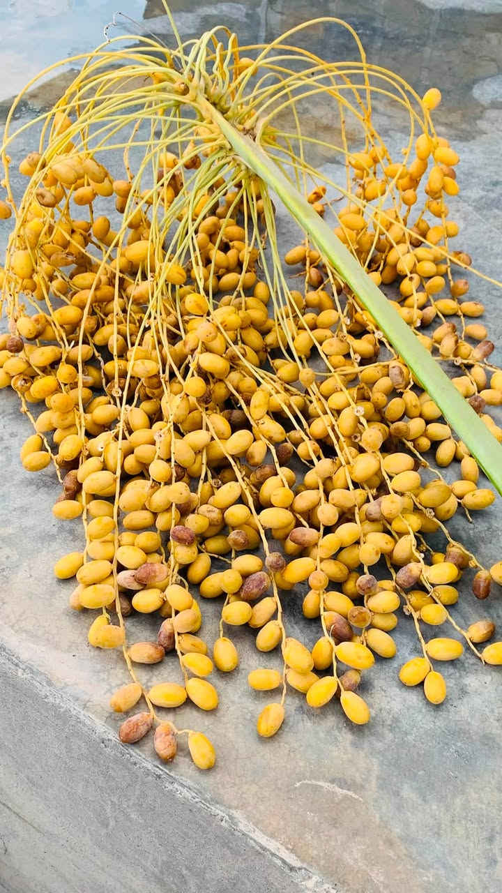 فسائل • نقد فقط • عملاقة