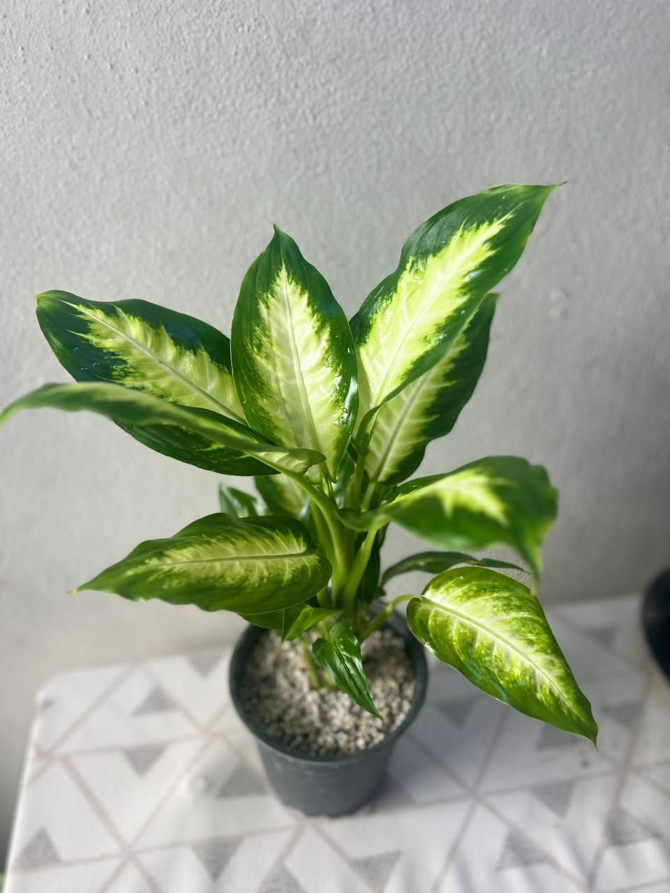 🌱 ضيف الطبيعة والمظهر الأنيق لبيتك! 🌱

​وصل حديثاً: نباتات جديده  أصل هولندي 🇳🇱

كثافة عالية، خضار يفتح النفس، ونشاط وصحة تامة للنبات! 💚
​✨ النباتات 🌿🌿🌿
​يضيف لمسة ديكور راقية وفاخرة للمنازل والمكاتب.

​سهل العناية ويضيف طاقة إيجابية على المكان.

​📍 الموقع: الموصل - البلديات (قرب صيدلية ركن العناية)

🛵 خدمة التوصيل: متوفرة لجميع مناطق الموصل.

​📥 للطلب أو الاستفسار: يرجى مراسلتنا عبر رسائل الصفحة، أو التواصل مباشرة عبر الواتساب:
📱 [***********]

tiktok.com/@313_k27.   👈  رابط تيك توك 

متابعه ومشاركه للصفحه ليصلكم كل ما هو جديد 

#فيلوديندرون #لبلاب_متدلي #نباتات_هولندية #نباتات_زينة #نباتات_داخلية #عشاق_النباتات #ديكور_طبيعي
