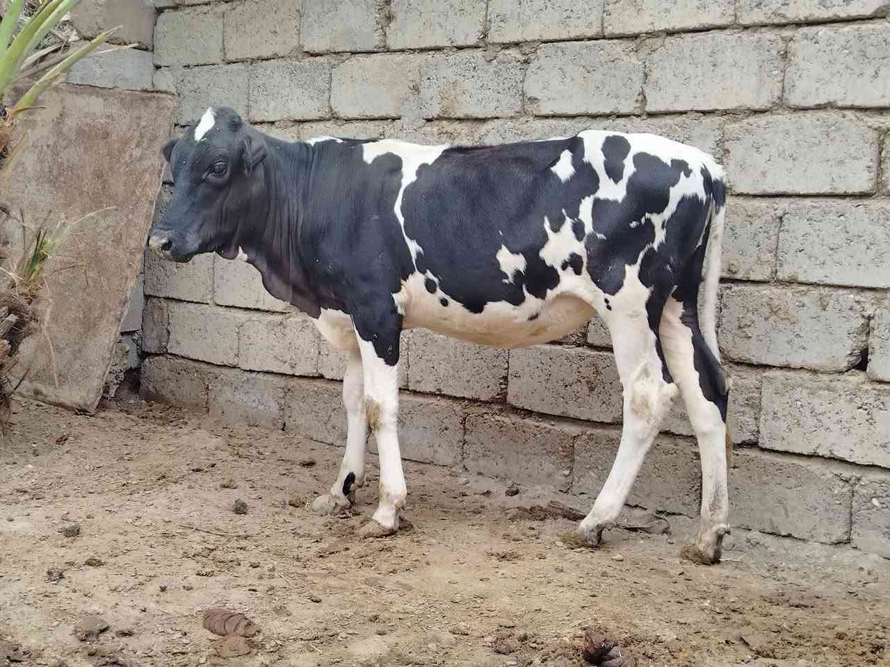 ٧-٨ أشهر • حلال نضيف • الخضراوينه صلاح الدين